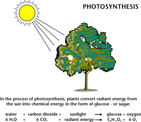 Image of the photosynthesis process.